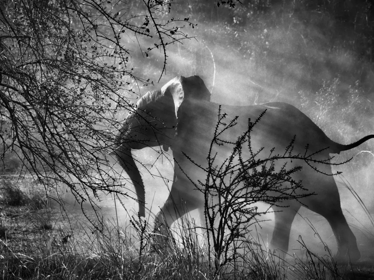 Foto Sebastião Salgado Genese 2