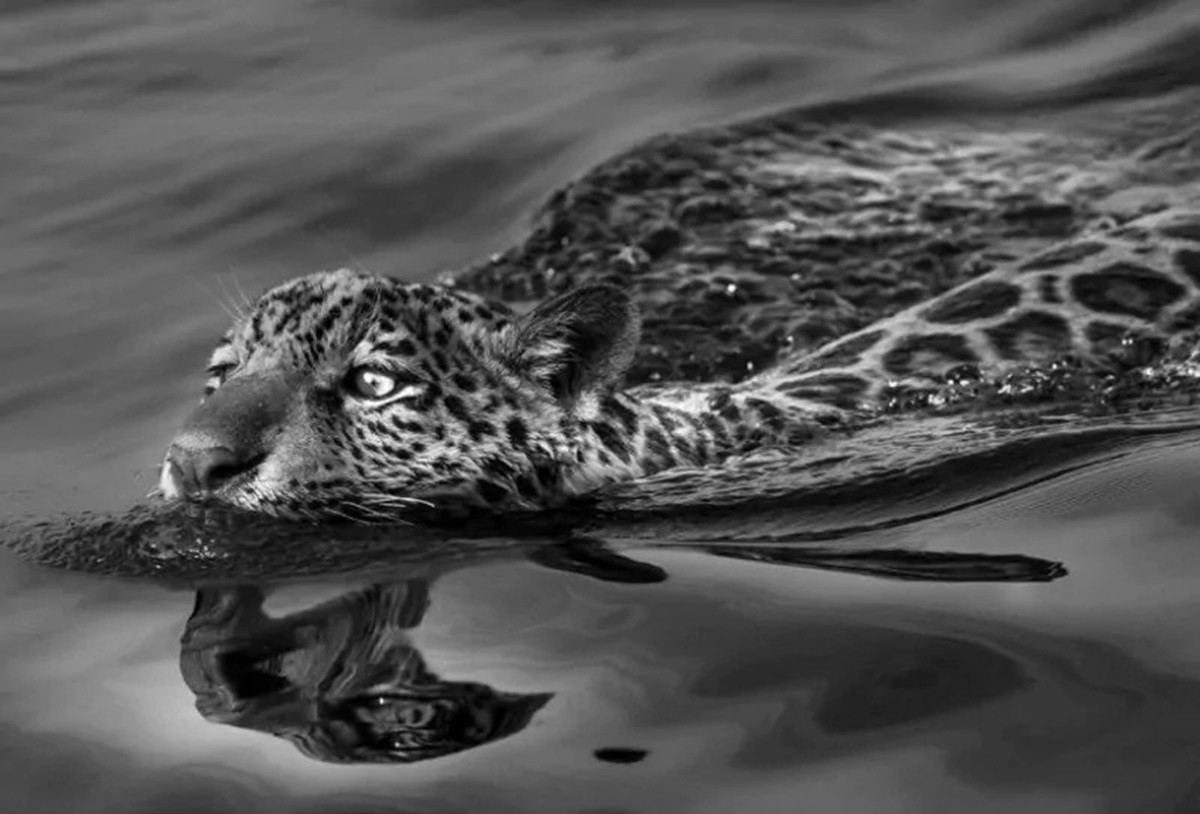 Foto Sebastião Salgado Genese